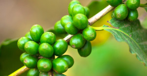 GreenCoffeeBeanExtract